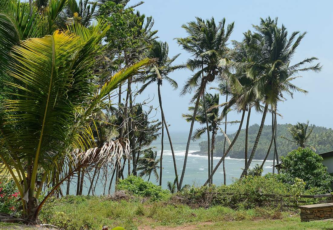 Palmeras inclinadas por el viento frente a la Isla del Diablo